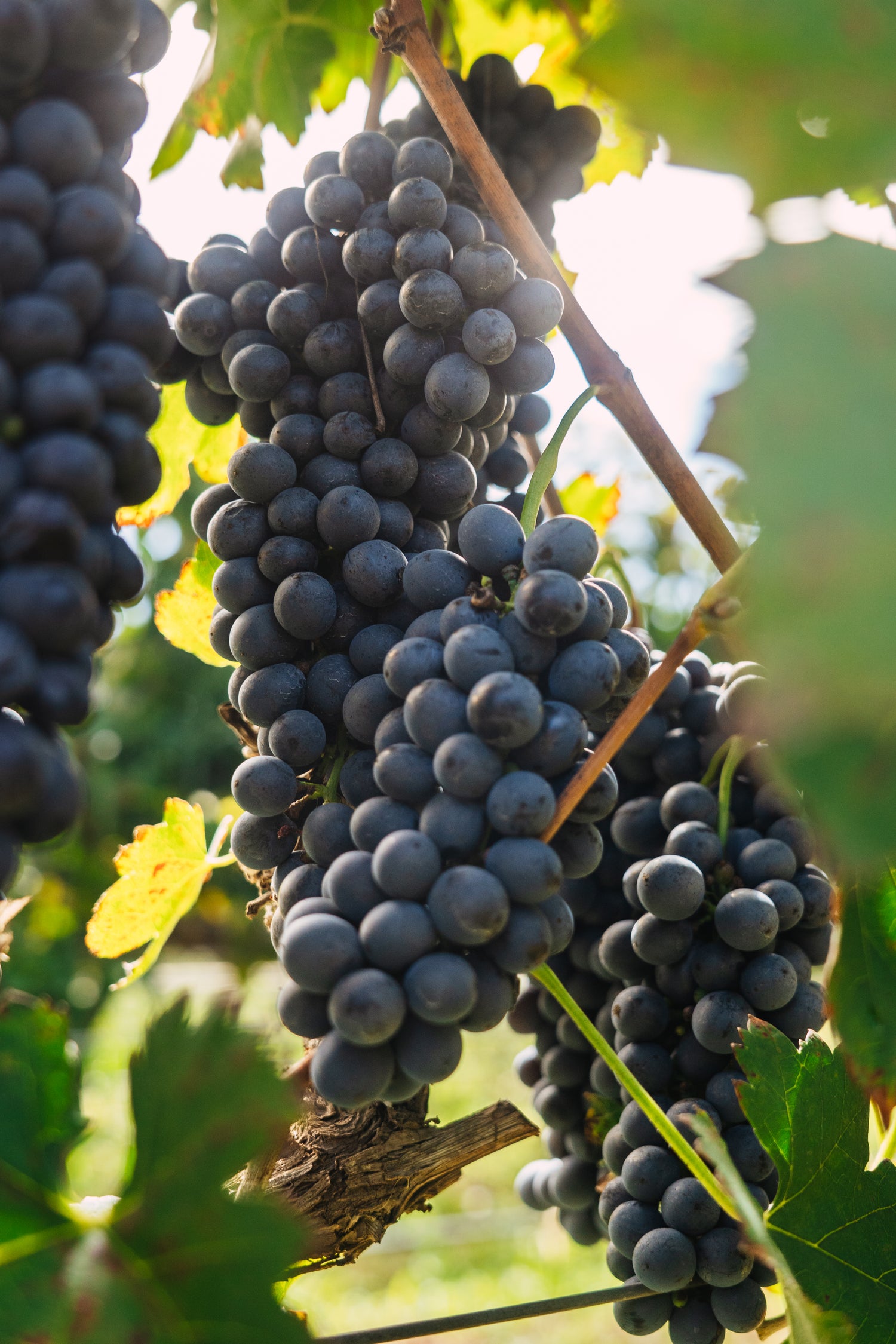 東ボリビア　サマイパタ