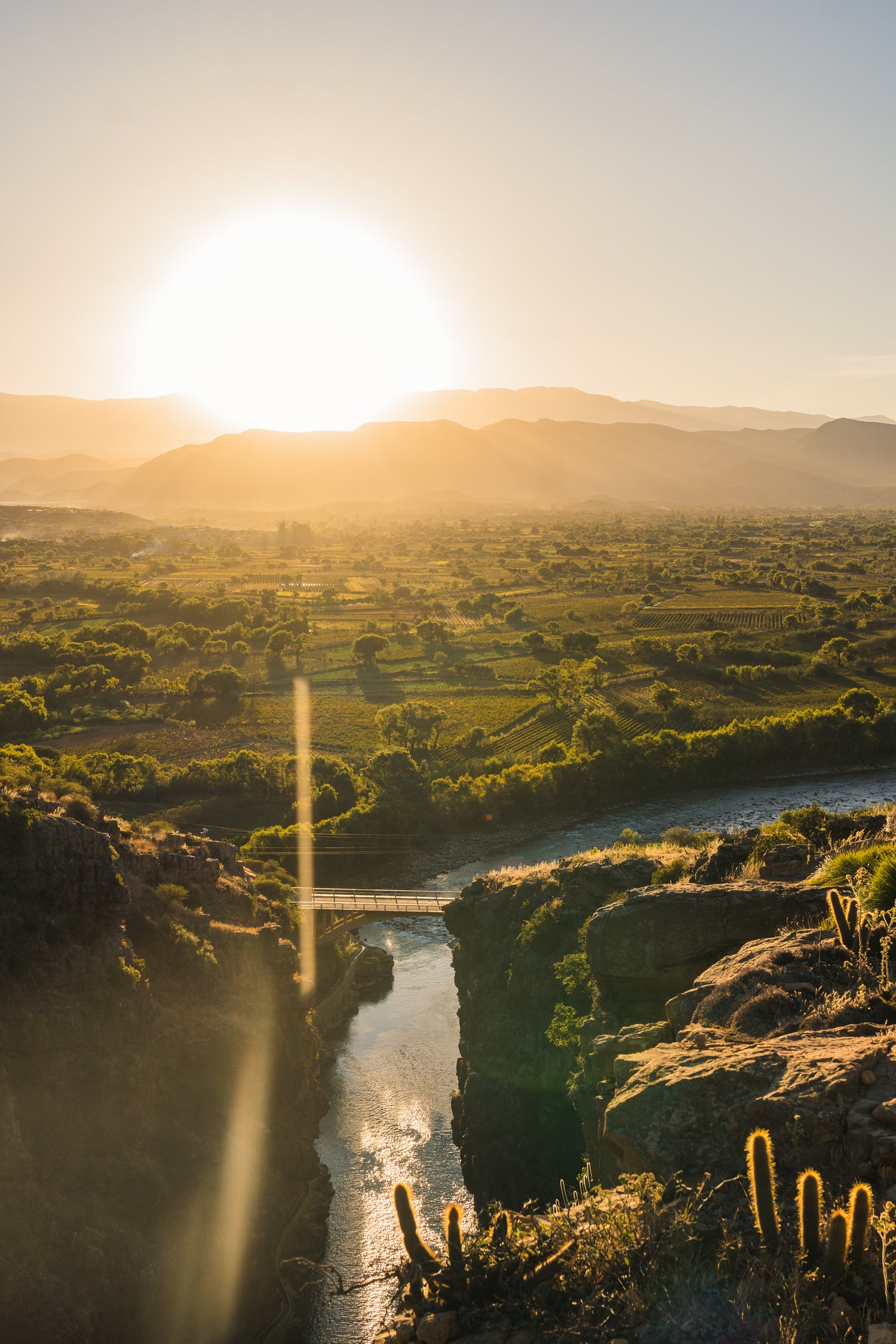チャコ地方　マテ茶
